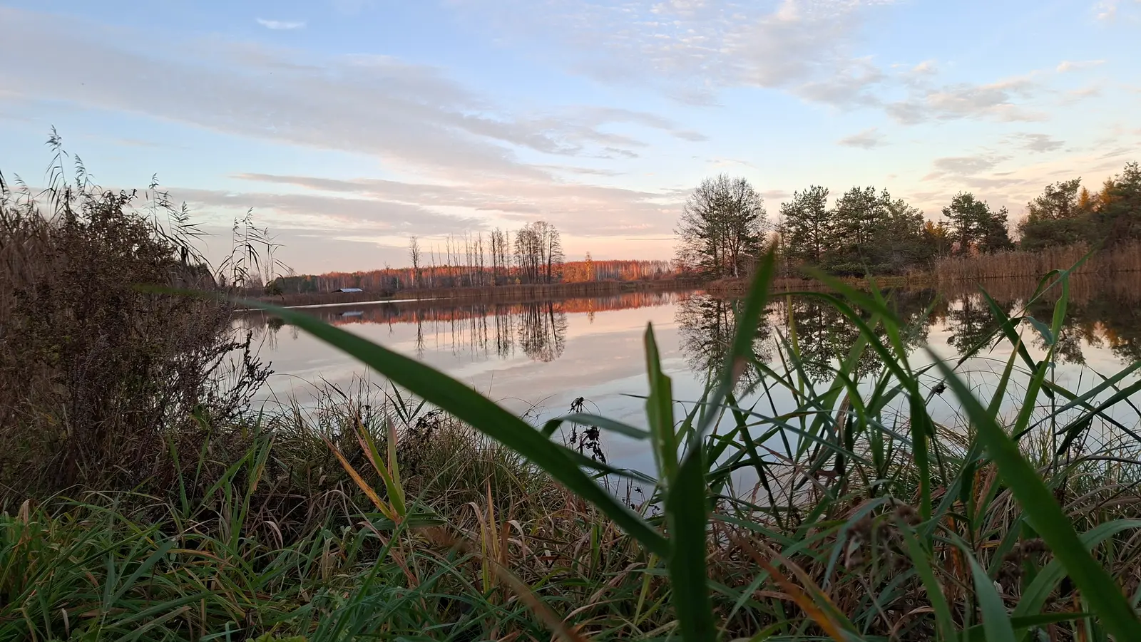 Krajobraz jeziora w czasie zachodu słońca o proporcjach obrazu 16:9, ukazujący spokojną taflę wody odbijającą niebo i otaczający las. Na pierwszym planie widoczne są ostre, zielone źdźbła traw, które stanowią naturalną ramę dla całego ujęcia. W oddali widać linię brzegową z gęstym lasem iglastym i liściastym, zabarwionym ciepłymi kolorami wieczornej pory. Niebo jest częściowo zachmurzone, z delikatnymi pastelowymi odcieniami błękitu, różu i pomarańczu. Kompozycja zdjęcia opiera się na symetrii odbicia drzew w tafli jeziora, tworząc wyciszającą atmosferę natury.