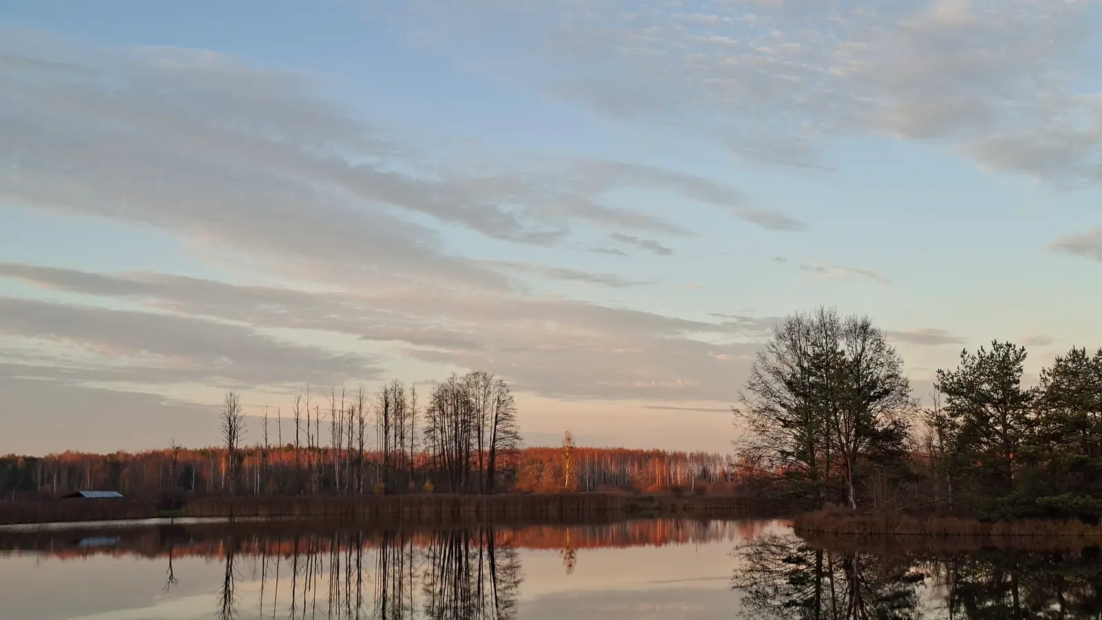 Krajobraz z jeziorem utrzymany w formacie poziomym ukazuje spokojną scenę w porze złotych godzin. Na pierwszym planie widać gładką taflę wody, w której idealnie odbijają się rosnące na brzegu drzewa oraz pas trzcin. W tle rozciąga się linia lasu oświetlona ciepłym, jesiennym światłem, które nadaje drzewom intensywny odcień miedzi i pomarańczu. Niebo nad horyzontem jest wypełnione delikatnymi, rozciągniętymi chmurami w pastelowych kolorach błękitu, różu i beżu. Cała kompozycja jest symetryczna dzięki wyraźnemu odbiciu w tafli wody, co tworzy harmonijny i relaksujący nastrój.