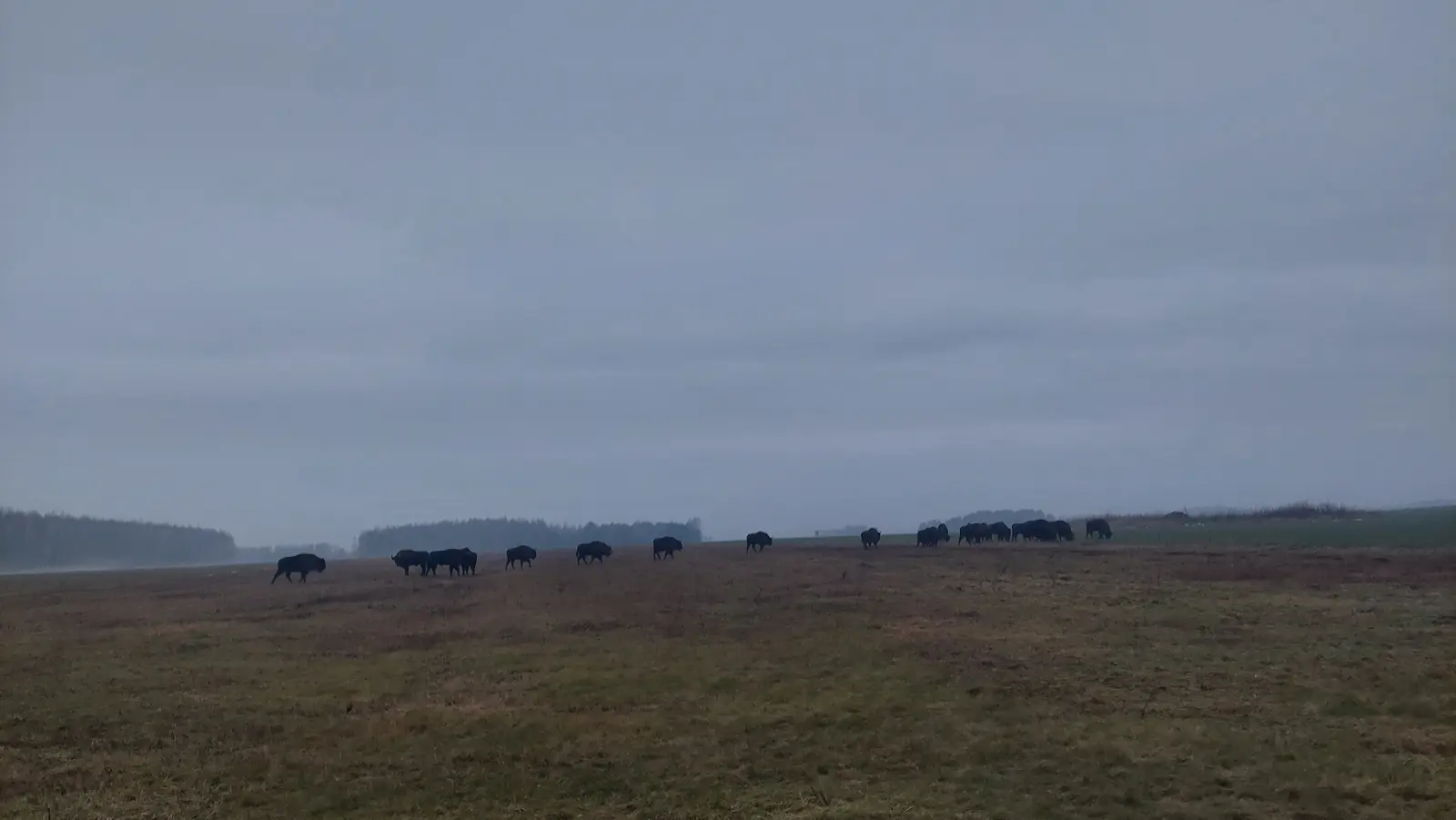 Zdjęcie w orientacji poziomej o proporcjach 16:9 przedstawia rozległy, zachmurzony krajobraz z wyraźną linią horyzontu. Na pierwszym planie widoczne jest rozległe, brązowo-szare pole, na którym pasie się stado żubrów widocznych jako ciemne sylwetki. Zwierzęta są rozproszone wzdłuż horyzontu, co nadaje scenie spokoju i naturalnego charakteru dzikiej przyrody. Niebo jest całkowicie zasnute ciężkimi, szarymi chmurami, które dominują w górnej części kadru, tworząc melancholijny nastrój. W tle, pod linią nieba, majaczy niewyraźny pas lasu, który podkreśla głębię otwartej przestrzeni.