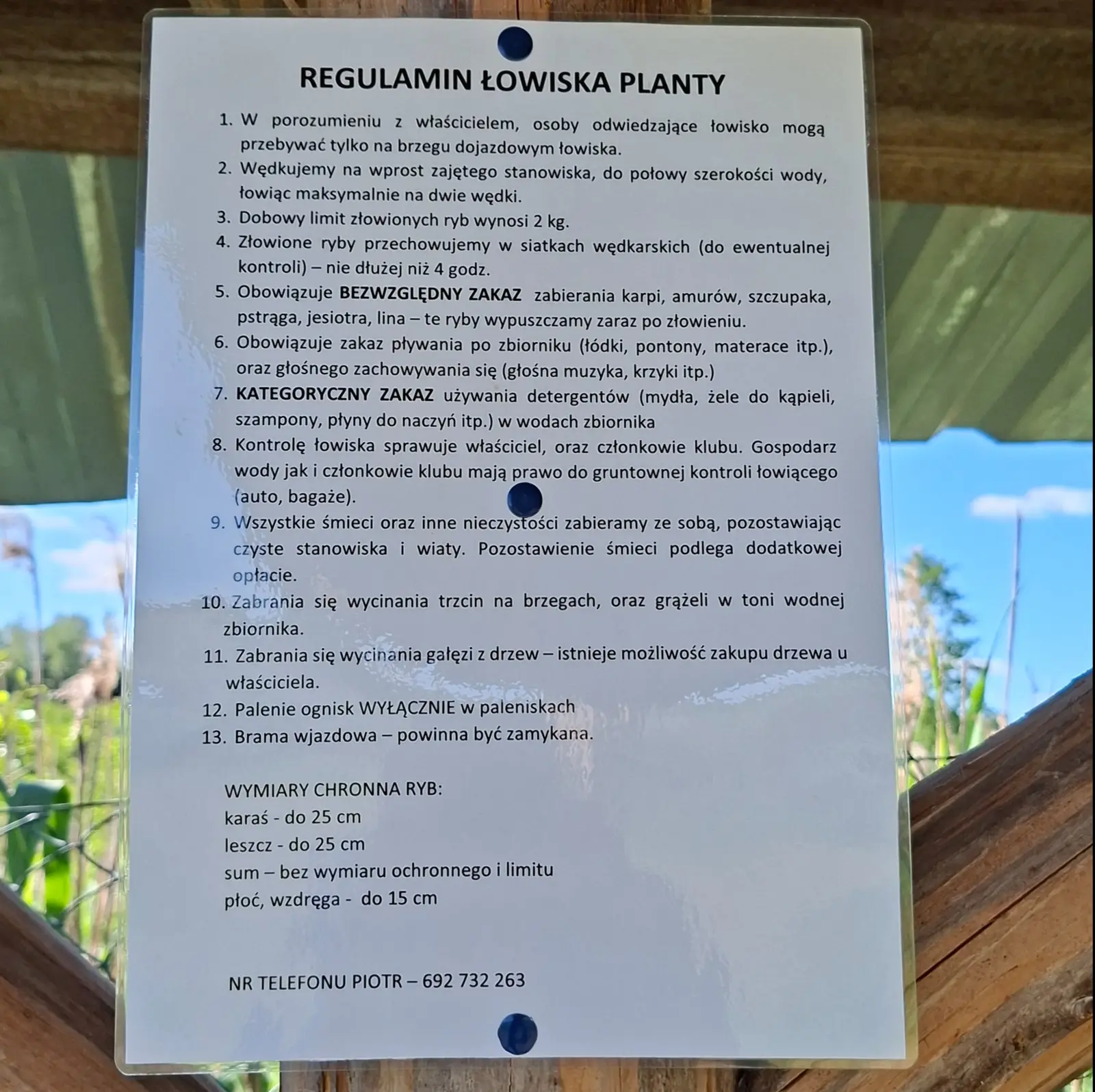 Pionowy, prostokątny obraz przedstawia zalaminowaną kartkę z regulaminem łowiska „Planty”, przymocowaną dwiema niebieskimi pinezkami do drewnianej konstrukcji wiaty. Treść dokumentu zawiera zasady wędkowania, w tym limity połowu, zakaz używania detergentów oraz obowiązek utrzymywania czystości. Poniżej znajduje się lista wymiarów ochronnych ryb oraz numer telefonu do właściciela. W tle widać niewyraźny zarys trzcin i błękitne niebo, co sugeruje umieszczenie tablicy w otwartym terenie nad wodą. Tekst na tablicy brzmi następująco: REGULAMIN ŁOWISKA PLANTY 1. W porozumieniu z właścicielem, osoby odwiedzające łowisko mogą przebywać tylko na brzegu dojazdowym łowiska. 2. Wędkujemy na wprost zajętego stanowiska, do połowy szerokości wody, łowiąc maksymalnie na dwie wędki. 3. Dobowy limit złowionych ryb wynosi 2 kg. 4. Złowione ryby przechowujemy w siatkach wędkarskich (do ewentualnej kontroli) – nie dłużej niż 4 godz. 5. Obowiązuje BEZWZGLĘDNY ZAKAZ zabierania karpi, amurów, szczupaka, pstrąga, jesiotra, lina – te ryby wypuszczamy zaraz po złowieniu. 6. Obowiązuje zakaz pływania po zbiorniku (łódki, pontony, materace itp.), oraz głośnego zachowywania się (głośna muzyka, krzyki itp.) 7. KATEGORYCZNY ZAKAZ używania detergentów (mydła, żele do kąpieli, szampony, płyny do naczyń itp.) w wodach zbiornika 8. Kontrolę łowiska sprawuje właściciel, oraz członkowie klubu. Gospodarz wody jak i członkowie klubu mają prawo do gruntownej kontroli łowiącego (auto, bagaże). 9. Wszystkie śmieci oraz inne nieczystości zabieramy ze sobą, pozostawiając czyste stanowiska i wiaty. Pozostawienie śmieci podlega dodatkowej opłacie. 10. Zabrania się wycinania trzcin na brzegach, oraz grążeli w toni wodnej zbiornika. 11. Zabrania się wycinania gałęzi z drzew – istnieje możliwość zakupu drzewa u właściciela. 12. Palenie ognisk WYŁĄCZNIE w paleniskach 13. Brama wjazdowa – powinna być zamykana. WYMIARY CHRONNA RYB: karaś - do 25 cm leszcz - do 25 cm sum – bez wymiaru ochronnego i limitu płoć, wzdręga - do 15 cm NR TELEFONU PIOTR – 692 732 263