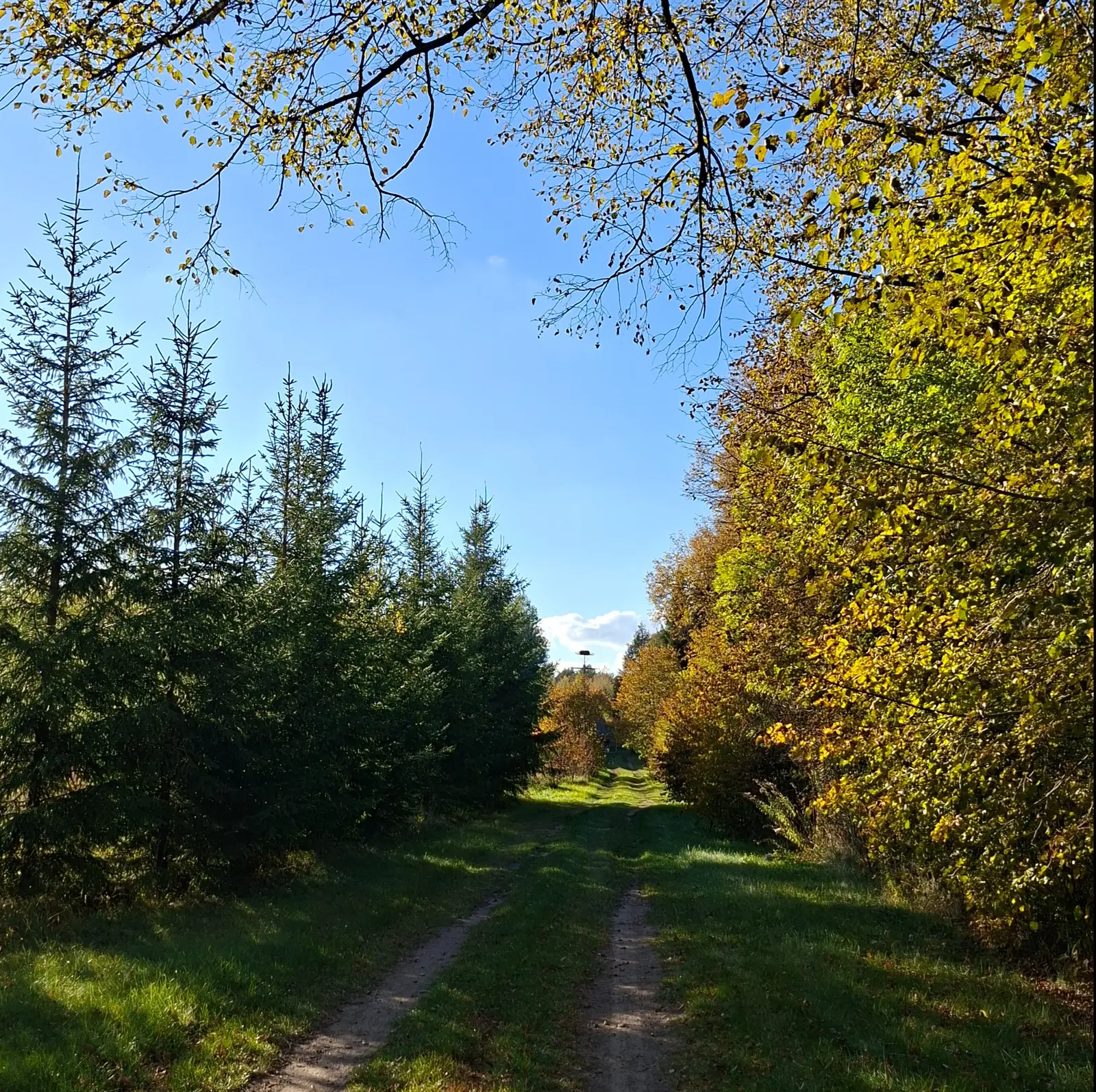 Zdjęcie wykonane w orientacji kwadratowej przedstawia malowniczą polną drogę prowadzącą przez środek lasu w słoneczny, jesienny dzień. Po lewej stronie ścieżki widać rząd młodych, smukłych świerków, natomiast po prawej stronie rozciągają się drzewa liściaste o żółto-zielonych barwach świadczących o trwającej jesieni. Wysokie korony drzew tworzą naturalne obramowanie zdjęcia u góry, odsłaniając czyste, błękitne niebo z lekkim zarysem chmur w oddali. W perspektywie drogi, w centrum kadru, dostrzec można słup z bocianim gniazdem, który stanowi punkt zbiegu całej kompozycji. Naturalne światło słoneczne tworzy delikatne cienie na trawiastym podłożu drogi, podkreślając spokojny i wiejski charakter krajobrazu.